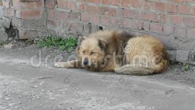 成人手表狗躺在工厂大门附近。 狗保护领土
